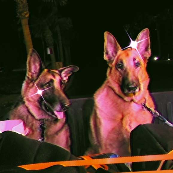 Meet your Posher, Nev - Picture 5 of 6